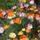 Limited Edition 1oz MIXED CALIFORNIA POPPY Ballerina Mix Flower Seeds (Apprx 21,000 Seeds)