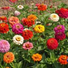 Limited Edition 250 Zinnia Seeds Pumila Mix Flower Elegans
