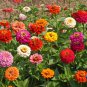 Limited Edition 250 Zinnia Seeds Pumila Mix Flower Elegans