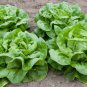 New Arrival 1000 Butter Crunch Butterhead Leaf Lettuce Seeds