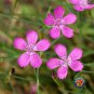 Premium MAIDEN PINKS Flower Seeds Dianthus Mixed Colors Fragrant