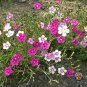 Premium MAIDEN PINKS Flower Seeds Dianthus Mixed Colors Fragrant