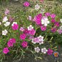 Premium MAIDEN PINKS Flower Seeds Dianthus Mixed Colors Fragrant