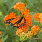 Best-Selling 40 Butterfly Milkweed Seeds Asclepias tuberosa Native for Monarchs