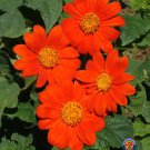 Best-Selling 250 Mexican Sunflower Tithonia Rotundifolia Flower Seeds