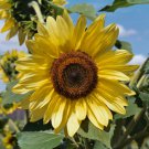 Top-Quality 75 Sunflower 