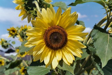 Top-Quality 75 Sunflower 