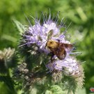 Limited Edition 1000 Purple Lacy Flower Seeds Phacelia tanacetifolia