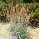 Exclusive 500 Indiangrass Indian Grass Seeds Native Prairie Wildflower Clumping Ornamental
