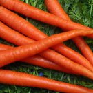 Best-Selling 3000 Carrot Seeds Scarlet Nantes NON-GMO Heirloom