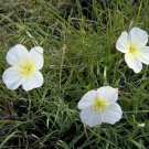 Limited Edition White Evening Primrose Flower Seeds Oenothera pallida