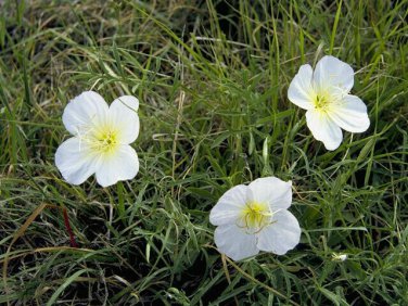 Limited Edition White Evening Primrose Flower Seeds Oenothera pallida