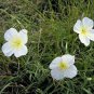 Limited Edition White Evening Primrose Flower Seeds Oenothera pallida