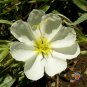 Limited Edition White Evening Primrose Flower Seeds Oenothera pallida