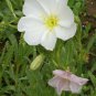 Limited Edition White Evening Primrose Flower Seeds Oenothera pallida