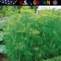 New Arrival 1oz Bouquet Dill Seeds Anethum Graveolens Herb Heirloom (Approx 20,000 Seeds)