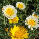 Premium 1oz Garland Crown Daisy Flower Seeds Chrysanthemum (Approx 18,000 Seeds)