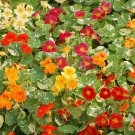Limited Edition 50 Nasturtium Flower Seeds 