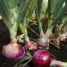 New Arrival 250 Red Burgundy Onion Seeds Heirloom - Non-GMO - Always Fresh Seeds!