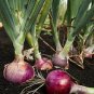 New Arrival 250 Red Burgundy Onion Seeds Heirloom - Non-GMO - Always Fresh Seeds!