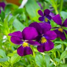New Arrival 250 Viola 