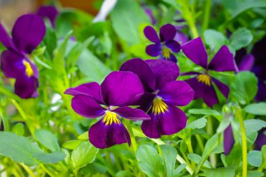 New Arrival 250 Viola 