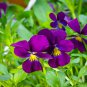 New Arrival 250 Viola 