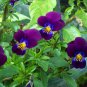 New Arrival 250 Viola 