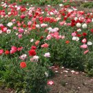 Exclusive 4000 Double Mixed Corn Poppy Flower Seeds Papaver rhoeas