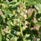 Best-Selling 500 Sweet White Mignonette Reseda odorata FRAGRANT Flower Seeds