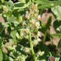 Best-Selling 500 Sweet White Mignonette Reseda odorata FRAGRANT Flower Seeds