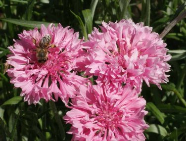 Exclusive 500 Tall Pink Bachelor Button Flower Seeds Cornflower