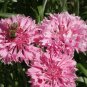 Exclusive 500 Tall Pink Bachelor Button Flower Seeds Cornflower