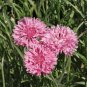 Exclusive 500 Tall Pink Bachelor Button Flower Seeds Cornflower