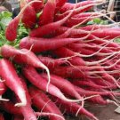 Premium 500 China Rose Radish Seeds Heirloom - Non-GMO - Always Fresh Seeds!