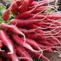 Premium 500 China Rose Radish Seeds Heirloom - Non-GMO - Always Fresh Seeds!