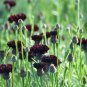 Limited Edition 250 Black Ball Purple Bachelor Button Cornflower Flower Seeds