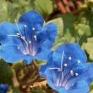 Premium California Bluebell Desert Canterbury Flower Seeds Phacelia