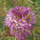 Top-Quality 100 Rocky Mountain Beeplant Flower Seeds Cleome serrulata