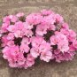Top-Quality 500 Godetia Pink Flower Seeds Native Wildflower Clarkia amoena