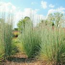 New Arrival 1000 Big Bluestem Seeds American Native Prairie Grass Andropogon gerardii