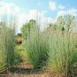 New Arrival 1000 Big Bluestem Seeds American Native Prairie Grass Andropogon gerardii