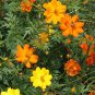 Exclusive 1000 Sulphur Klondike Bright Lights Cosmos Flower SEEDS