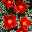 Top-Quality 500 California Poppy Flower Seeds Red Chief Eschscholzia Californica