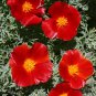 Top-Quality 500 California Poppy Flower Seeds Red Chief Eschscholzia Californica