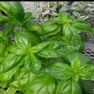 Limited Edition Sweet Genovese Italian Basil Seeds Culinary Herb Makes Best Pesto