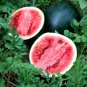 Best-Selling 100 Sugar Baby WATERMELON Seeds Heirloom