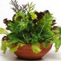 Premium 5000 Gourmet Salad Blend Lettuce Seeds Heirloom - Non-GMO - Always Fresh