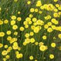 Limited Edition 250 Yellow Star Strawflower Seeds Helichrysum subulifolium