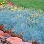 Top-Quality 5000 BLUE FESCUE Ornamental Grass Seeds ClumpingDrought Tolerant Low Maintenance